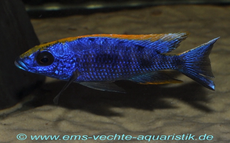 Otopharynx lithobates 'Zimbawe Rock'